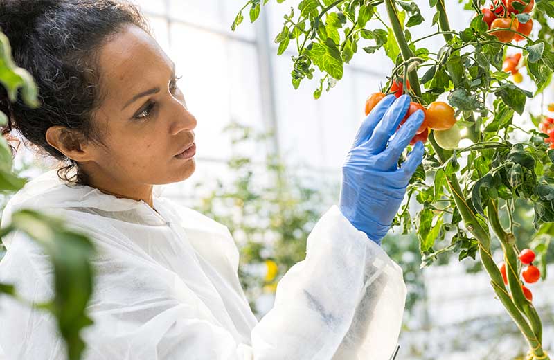 woman in greenhouse checking tomatoes on the vine